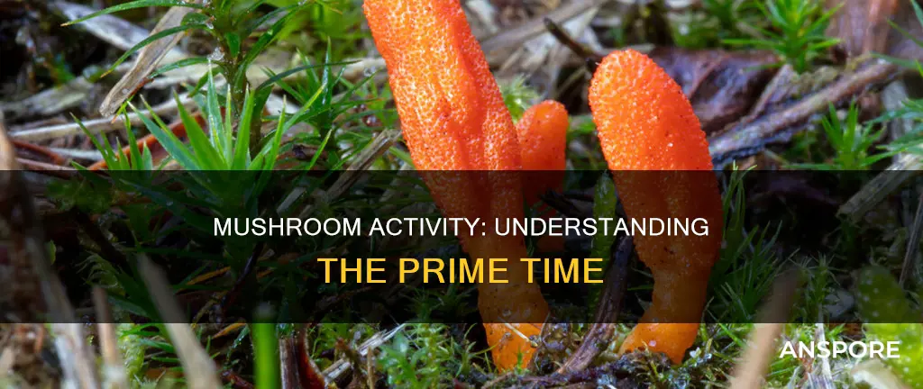 when are mushrooms active