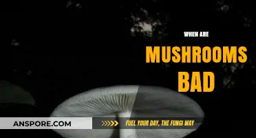 When Mushrooms Turn Toxic: Identifying Dangerous Varieties and Risks