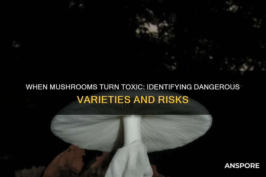 when are mushrooms bad