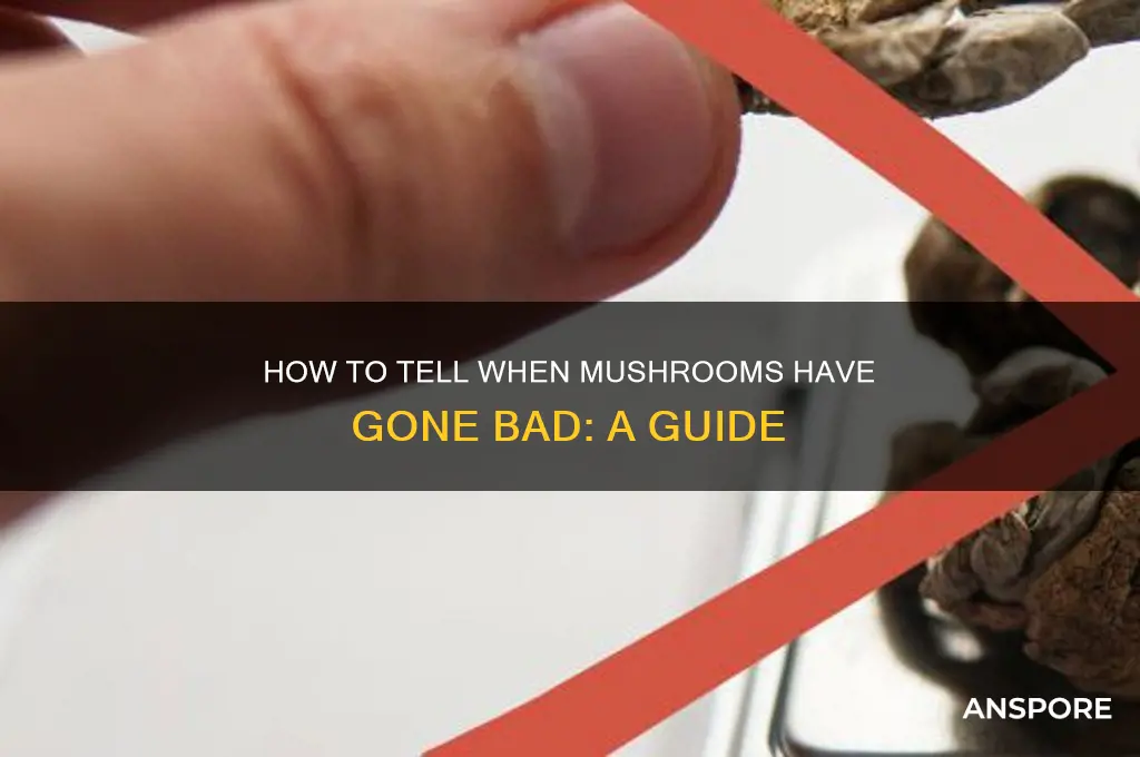 when are mushrooms gone bad