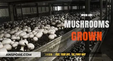 Mushroom Cultivation: Timing and Techniques for Growth