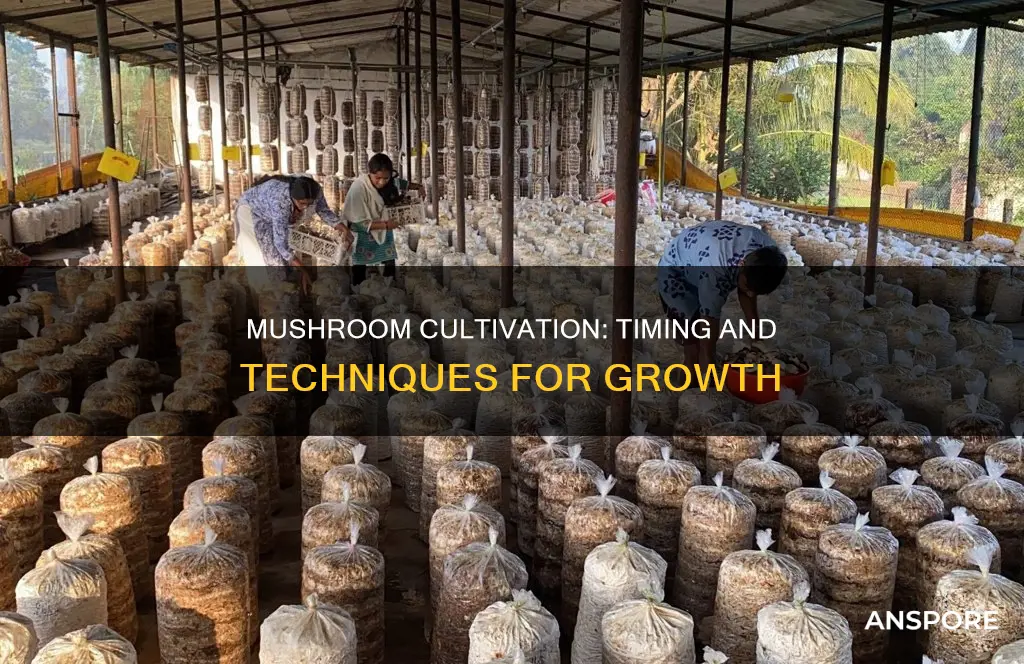 when are mushrooms grown