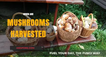 Mushroom Harvesting: Best Time and Techniques