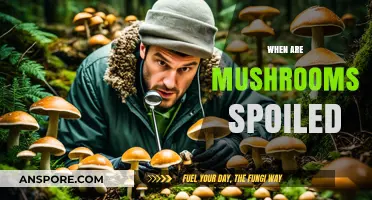 Mushroom Spoilage: How to Tell If Mushrooms Are Bad