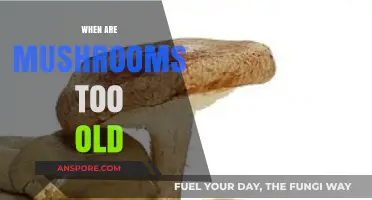Mushrooms: When Do They Expire?