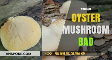When Oyster Mushrooms Turn Toxic: Signs and Risks Explained