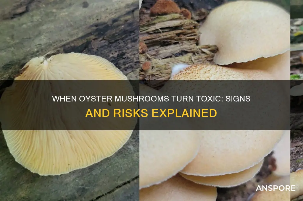 when are oyster mushrooms bad