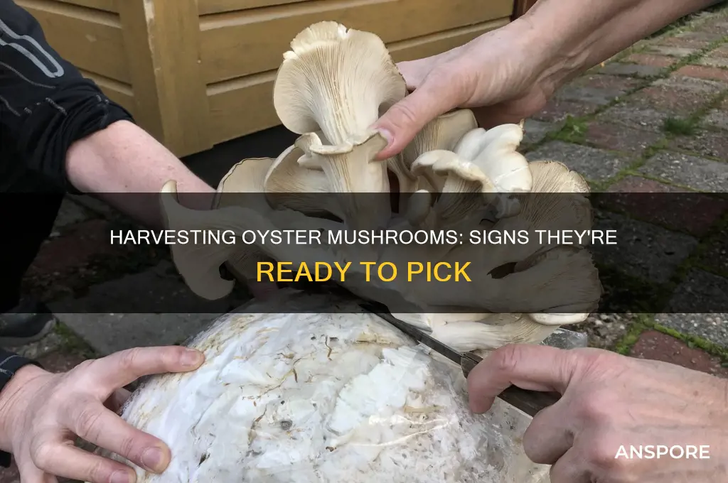 when are oyster mushrooms ready to harvest
