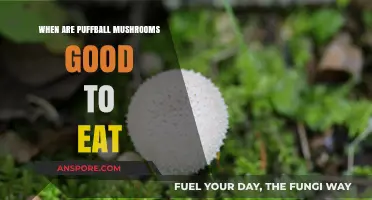 When Are Puffball Mushrooms Edible: A Safe Foraging Guide