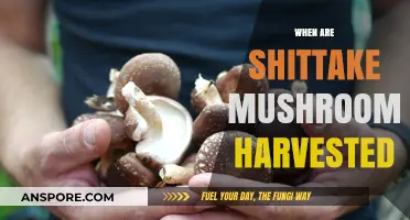 The Ultimate Guide to Shiitake Mushroom Harvesting