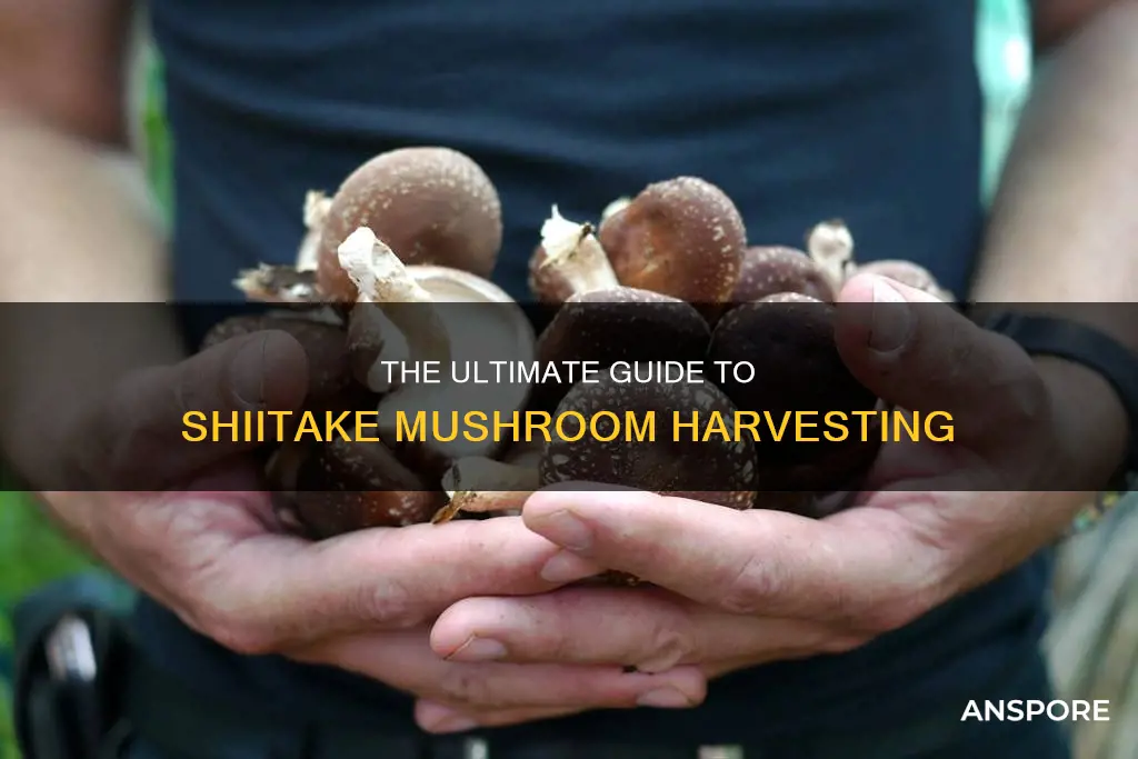 when are shittake mushrooms harvested