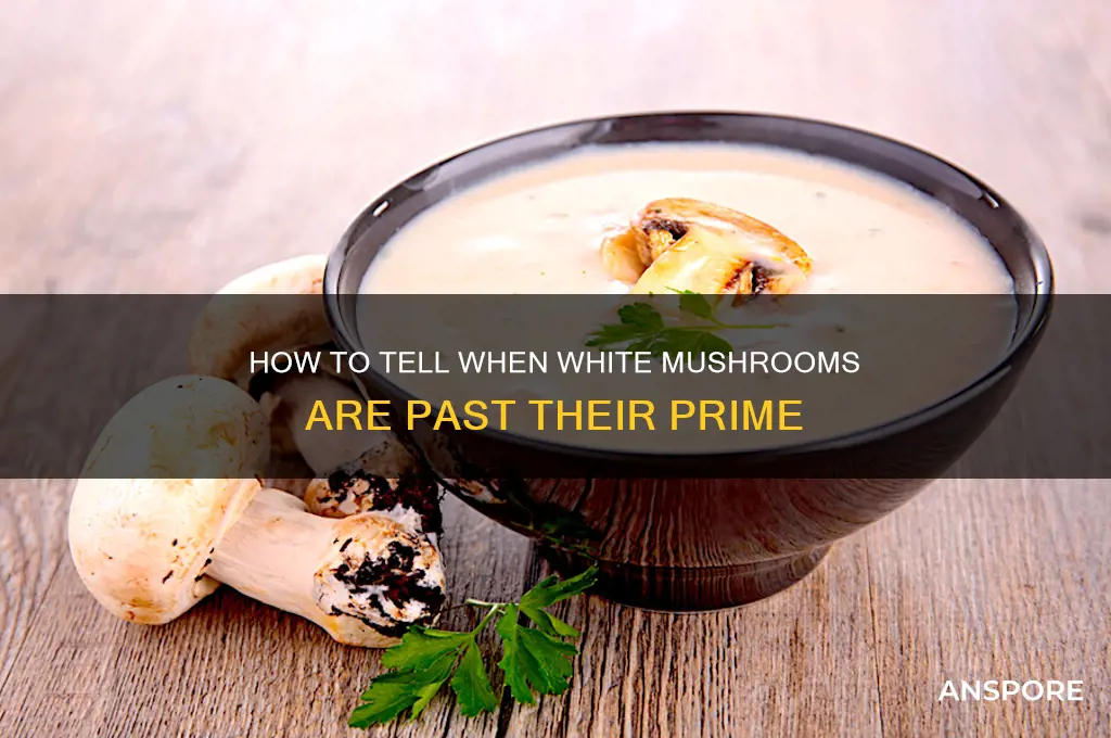 when are white mushrooms too old to eat