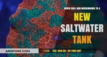 Adding Mushrooms to Your New Saltwater Tank: Timing Tips