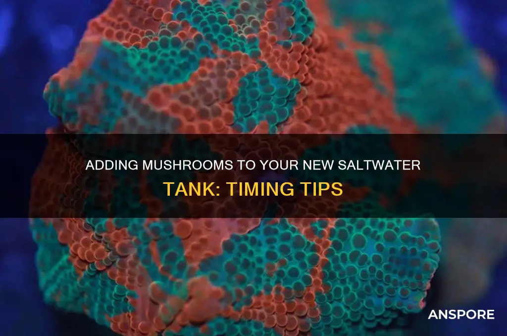 when can i add mushrooms to a new saltwater tank