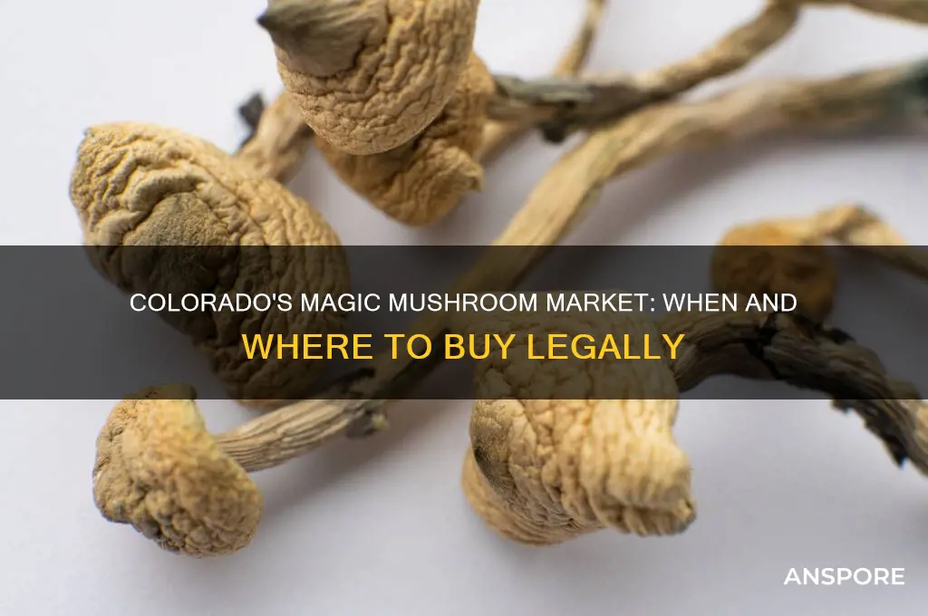 when can i buy mushrooms in colorado