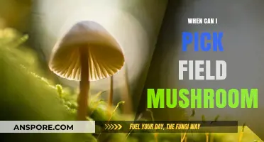 Perfect Timing for Foraging: When to Harvest Field Mushrooms Safely
