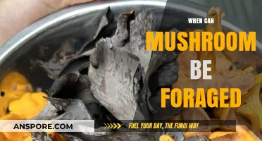 Best Times and Tips for Safely Foraging Wild Mushrooms