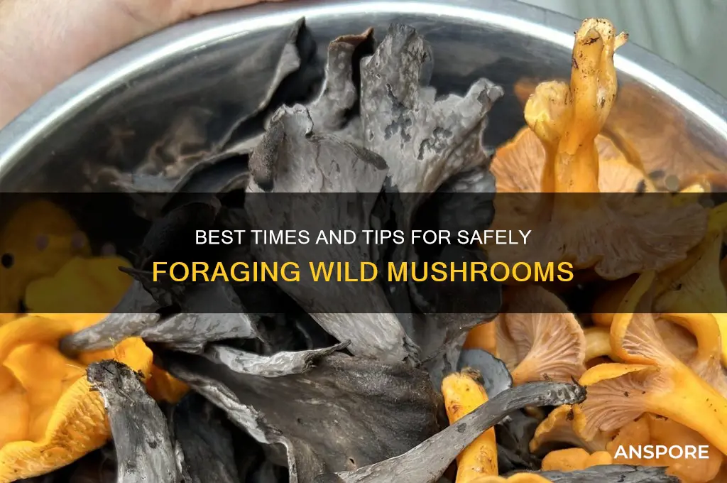 when can mushrooms be foraged