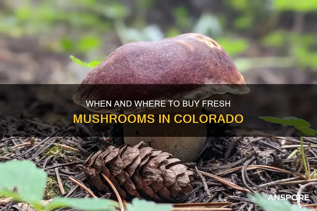 when can you buy mushrooms in co
