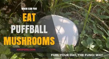 When Can You Safely Eat Puffball Mushrooms: A Guide