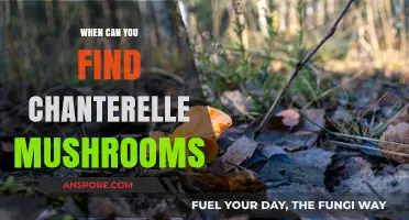Best Time to Find Chanterelle Mushrooms in the Wild