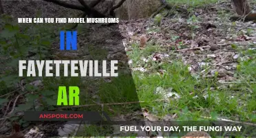 Discovering Fayetteville AR's Morel Mushrooms: Best Times to Hunt