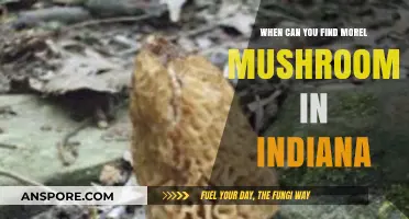 Indiana Morel Mushroom Hunting: Best Times and Tips for Success
