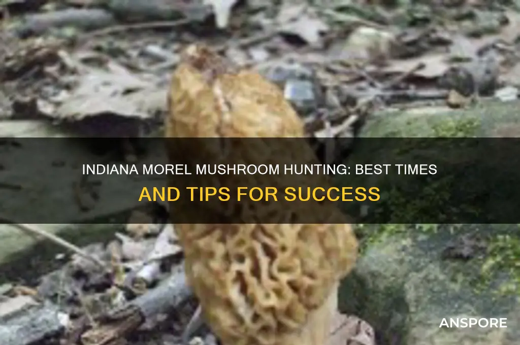 when can you find morel mushrooms in indiana