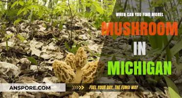 Michigan Morel Mushroom Hunting: Best Times and Tips for Success