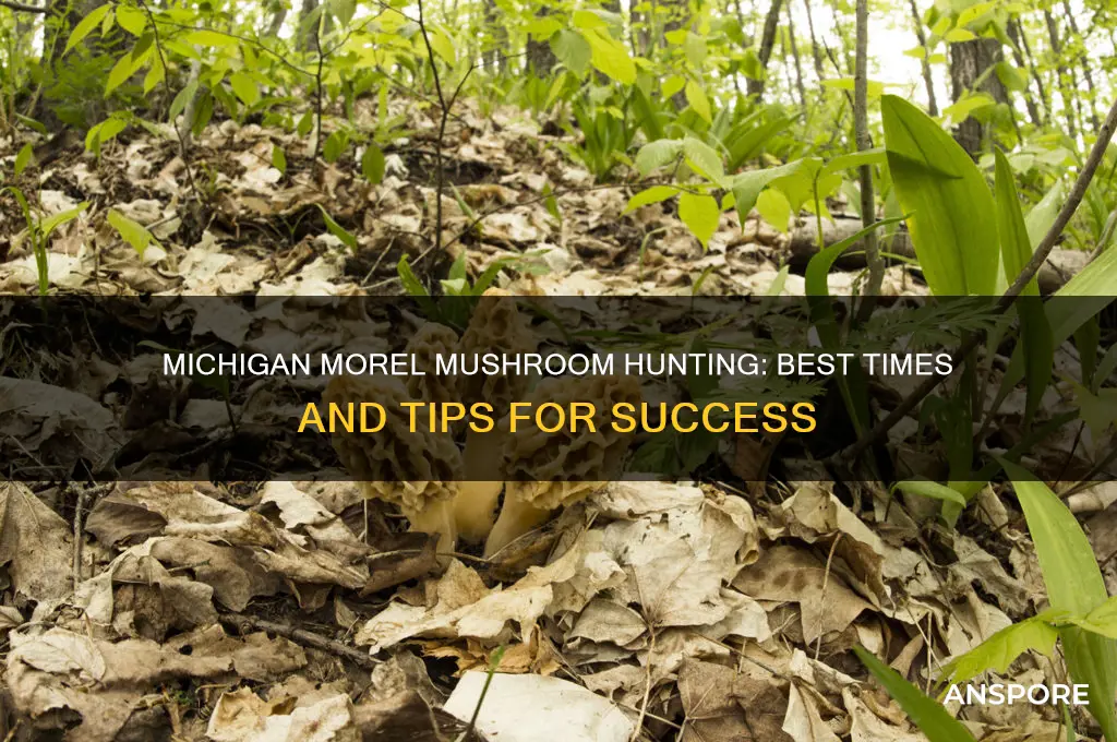 when can you find morel mushrooms in michigan
