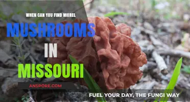 Missouri Morel Mushroom Hunt: Best Times to Find These Delicacies