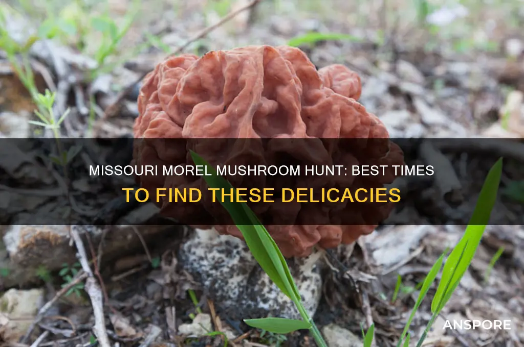 when can you find morel mushrooms in missouri