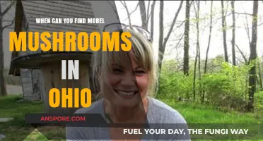 Ohio Morel Mushroom Hunting: Best Times and Tips for Success