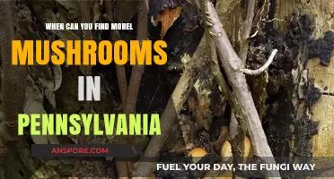 Pennsylvania Morel Mushroom Hunting: Best Times and Tips for Success