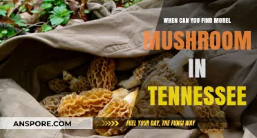 Tennessee Morel Mushroom Hunting: Best Times and Tips for Success