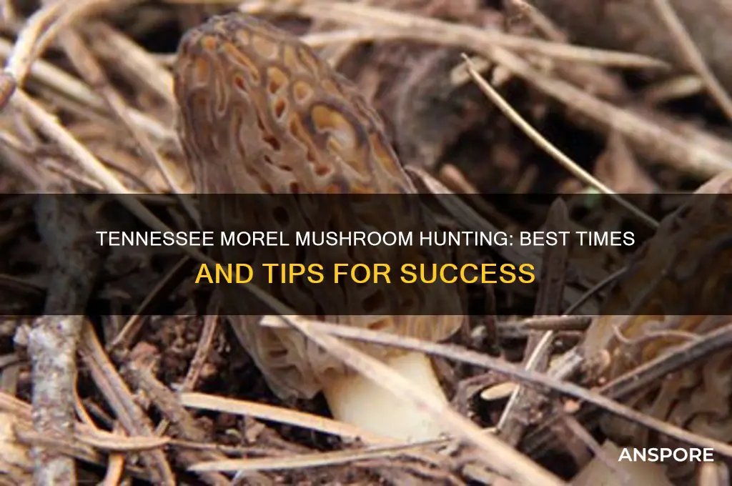 when can you find morel mushrooms in tennessee