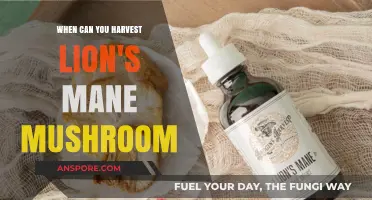 Harvesting Lion's Mane Mushrooms: Timing and Tips for Optimal Yield