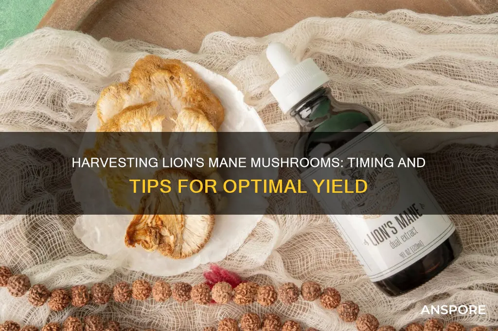 when can you harvest lion