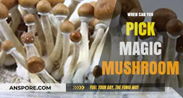 Perfect Timing for Harvesting Magic Mushrooms: A Comprehensive Guide
