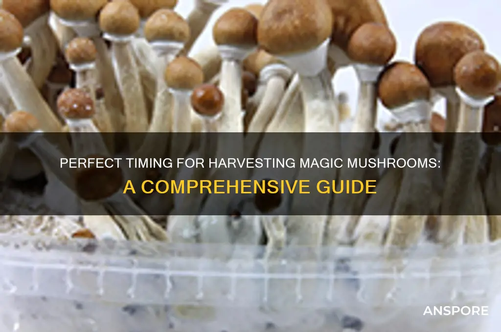 when can you pick magic mushrooms