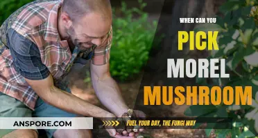 Perfect Timing for Morel Mushroom Foraging: A Seasonal Guide