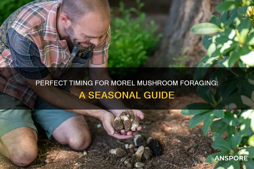 when can you pick morel mushrooms