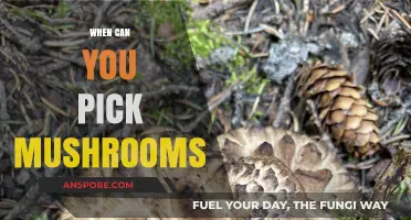 Perfect Timing for Mushroom Foraging: When and How to Pick Safely