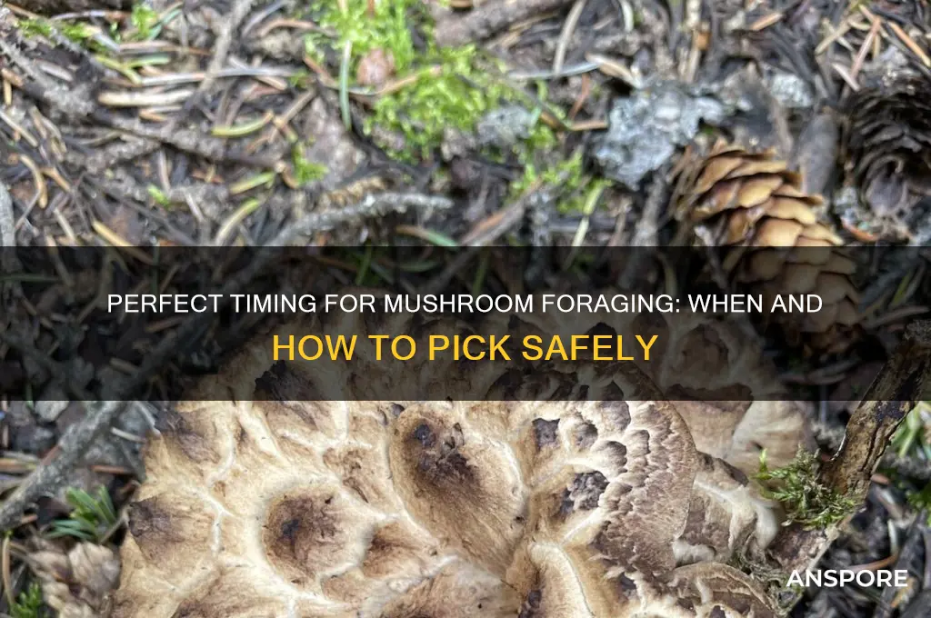 when can you pick mushrooms