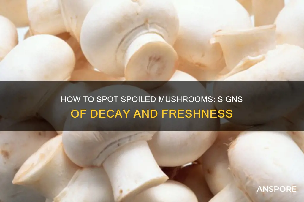 when can you see when mushrooms go bad