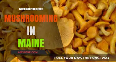 Maine's Mushrooming Season: When to Start Foraging in the Woods