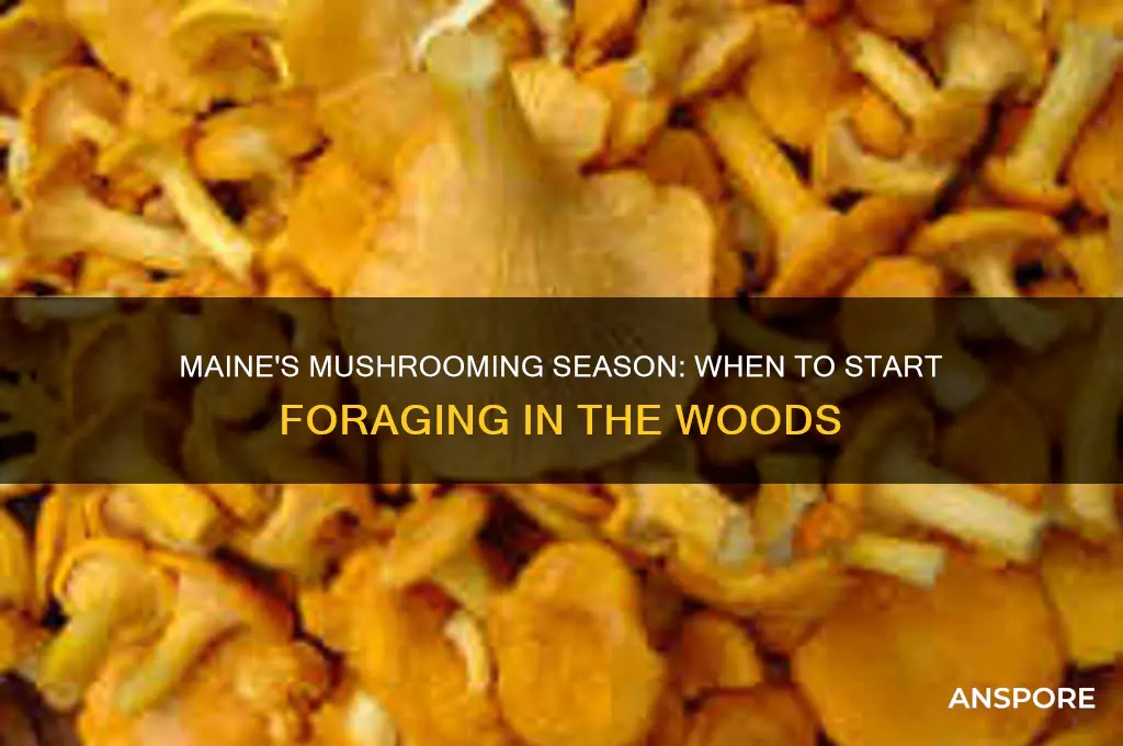 when can you start mushrooming in maine