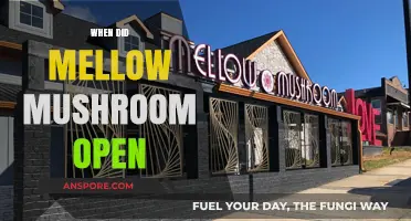 History of Mellow Mushroom: When Did It Begin?