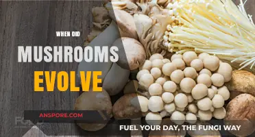 The Evolution of Mushrooms: A Historical Perspective