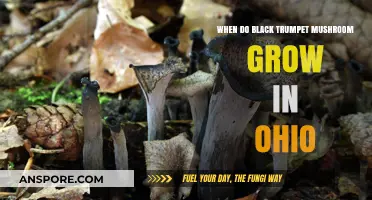 Ohio's Black Trumpet Mushrooms: Seasonal Growth and Foraging Tips